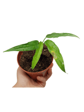 Monstera Obliqua Yasuni